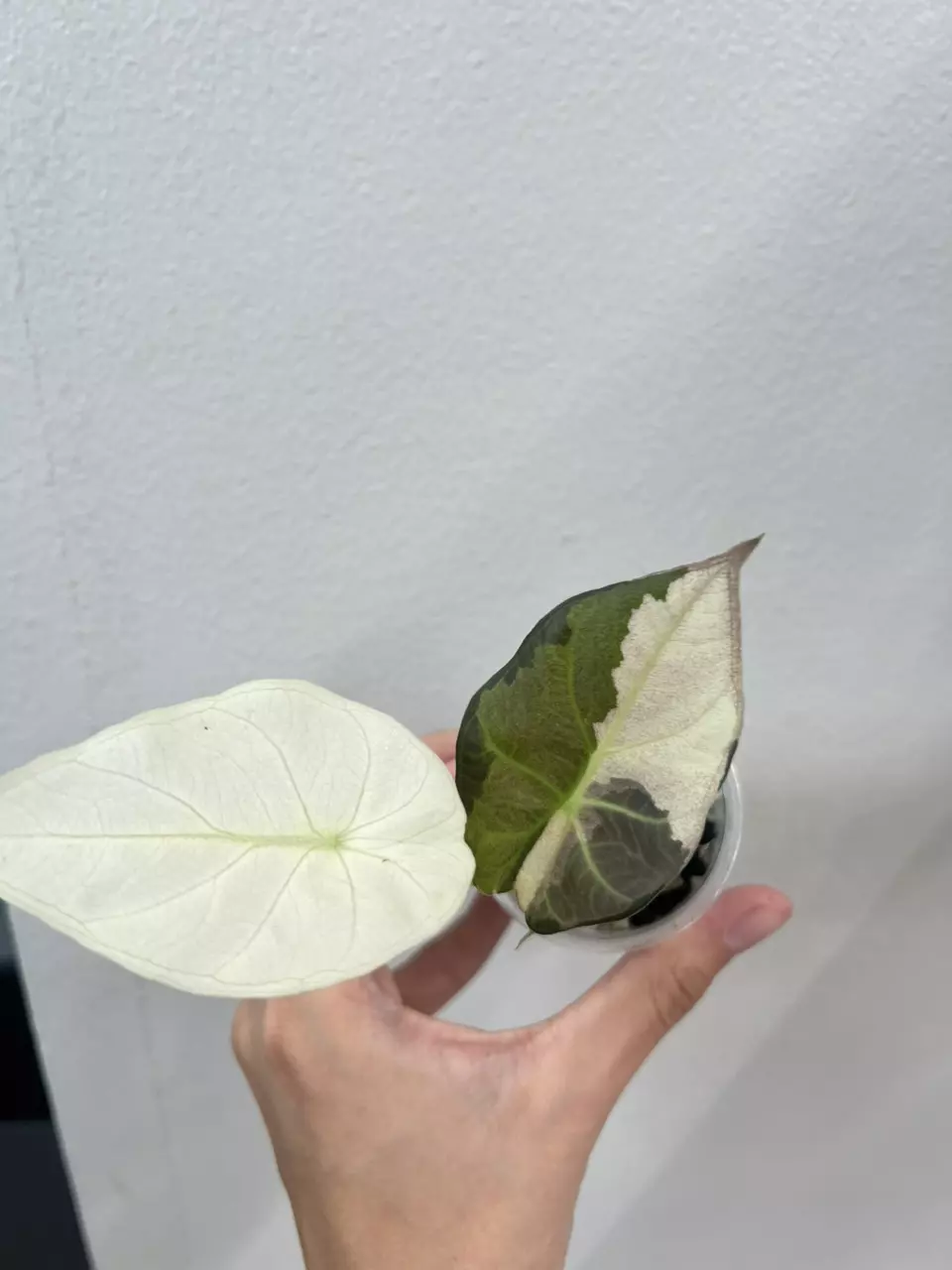 plant/Regal shield albo *2-0