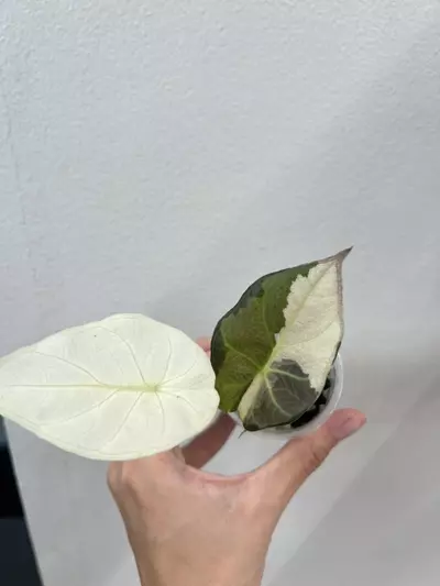 plant/Regal shield albo *2-0-thumbnail