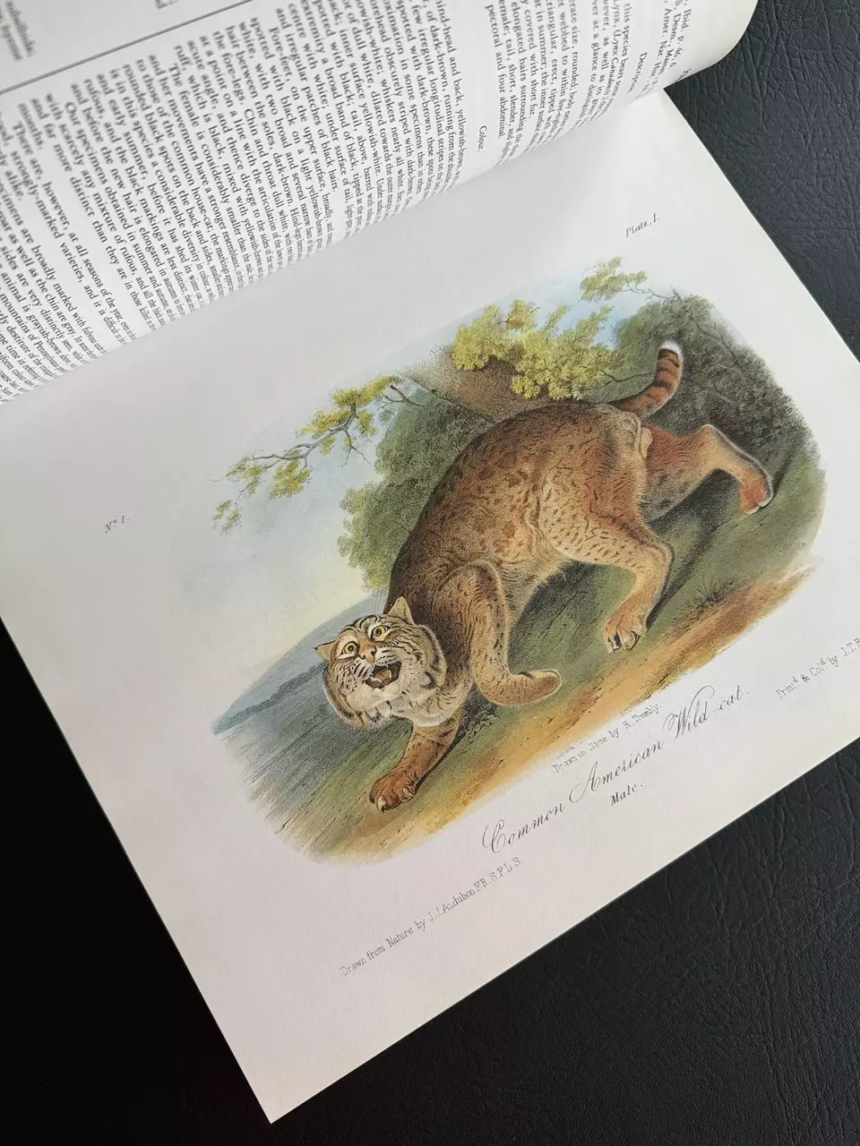 plant/Audubon Mammals Coffee Table Book-8