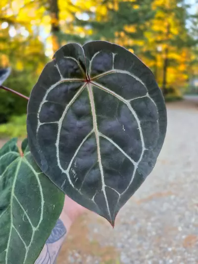 plant/Ace of Grape (AOP x RC)-0-thumbnail