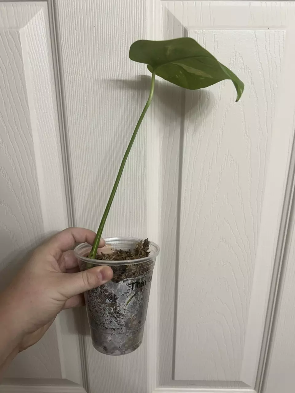 plant/Monstera Thai Constellation Cutting-1