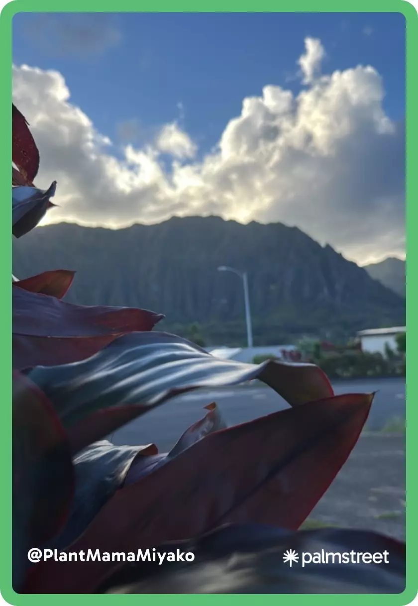 shipping_upgrade/2-Day Shipping Upgrade!-0