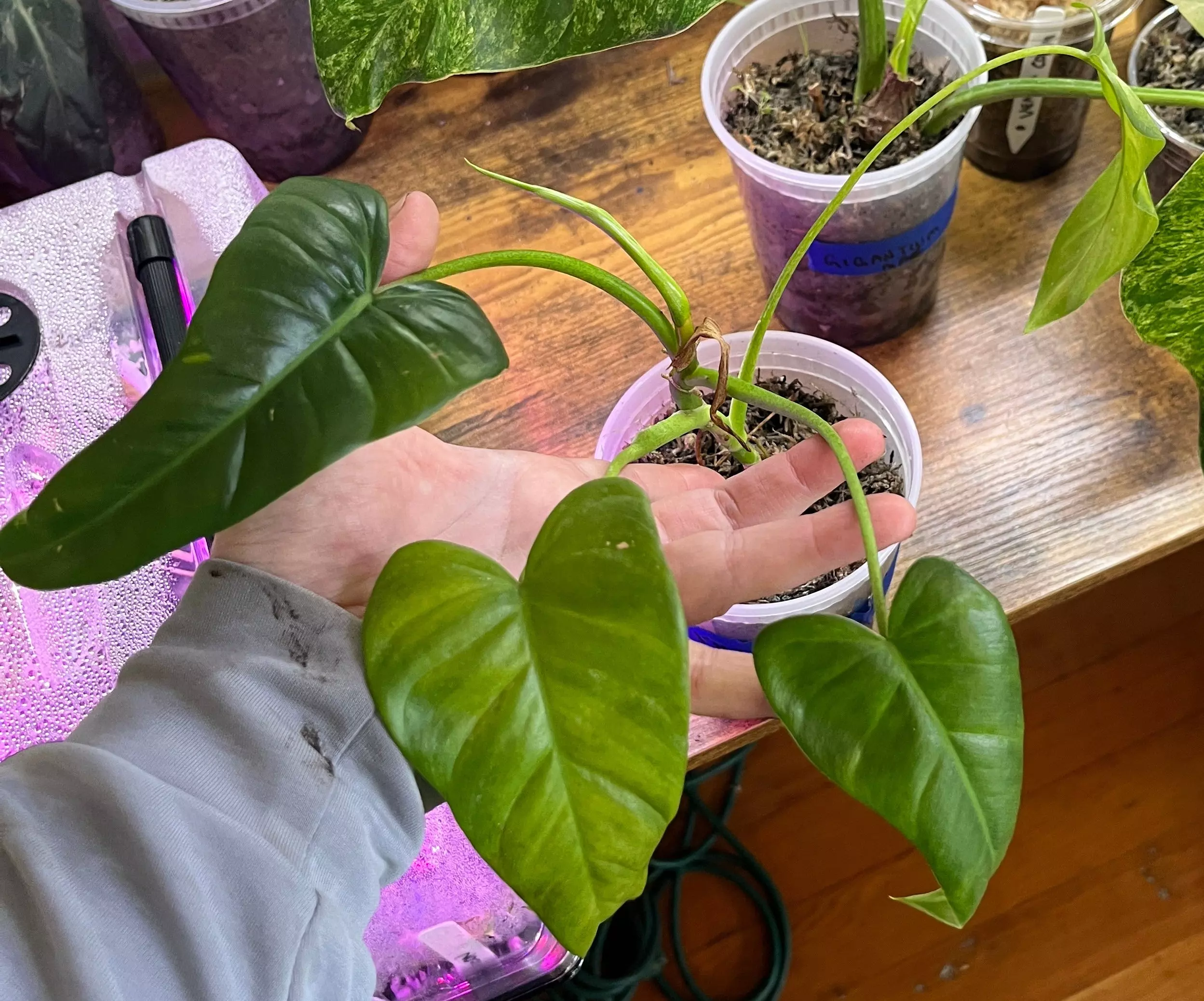 plant/Philodendron deflexum-0