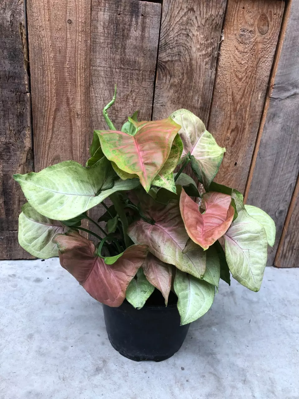 plant/Syngonium Strawberry Cream starter plant growers choice-0