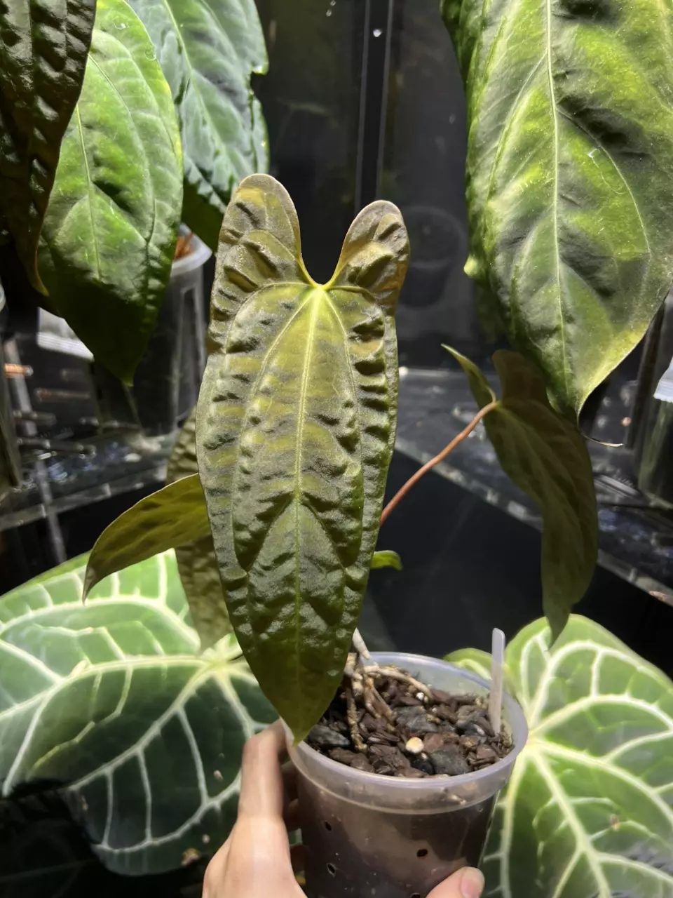 plant/Anthurium Ree Gardens x LongxLongBullet-0