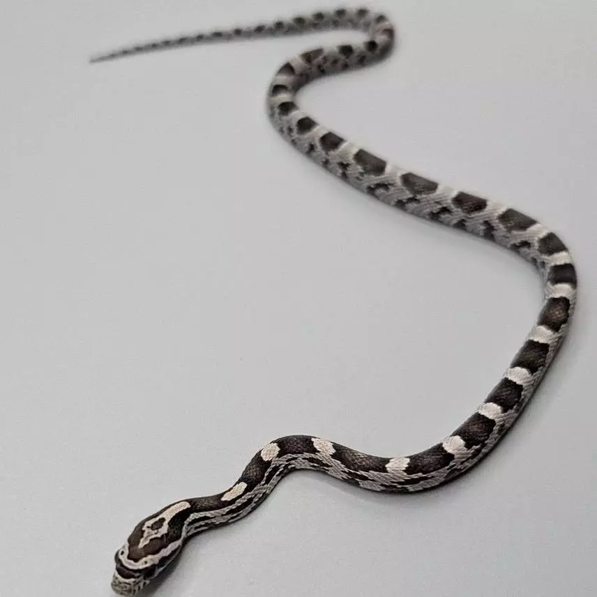 free_shipping/Anery Okeetee Female-0