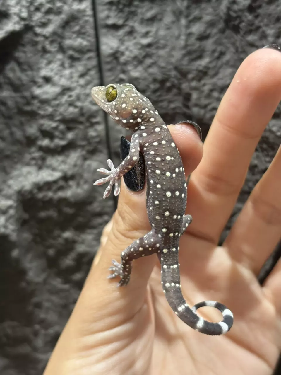 plant/Starry Night Gecko baby - CB-0