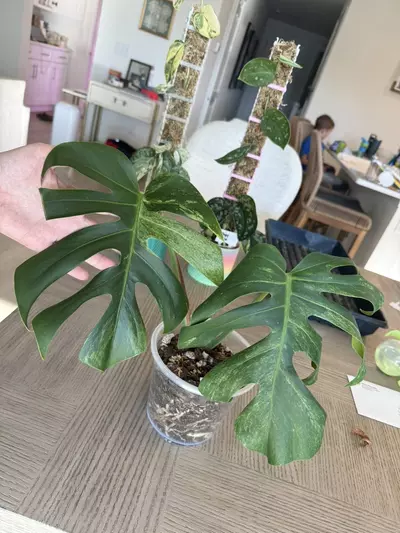 plant/Jungle mint Noid-0-thumbnail