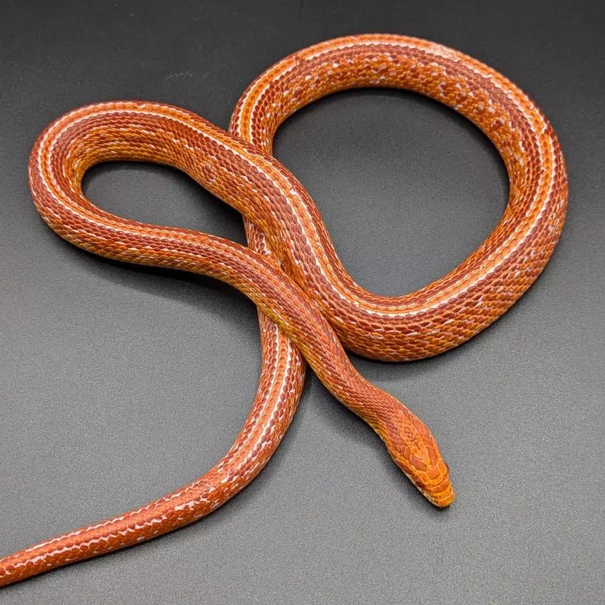 free_shipping/Cherry Amelanistic Corn Snake-0