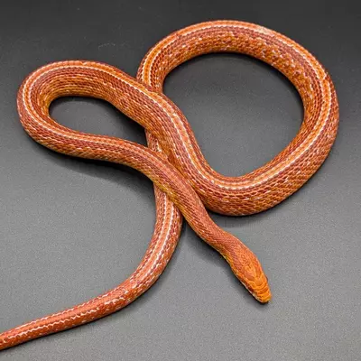 free_shipping/Cherry Amelanistic Corn Snake-0-thumbnail