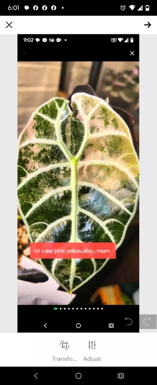 plant/Tri pink wattson corm available-0