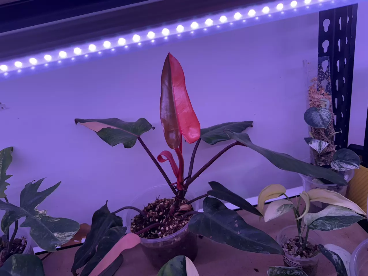 plant/Variegated dark Lord-1