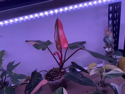 plant/Variegated dark Lord-1-thumbnail