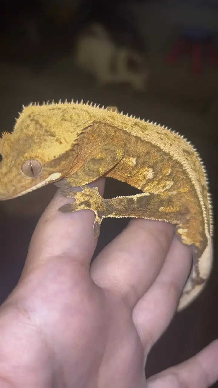 plant/Sunshine x cider Male-1