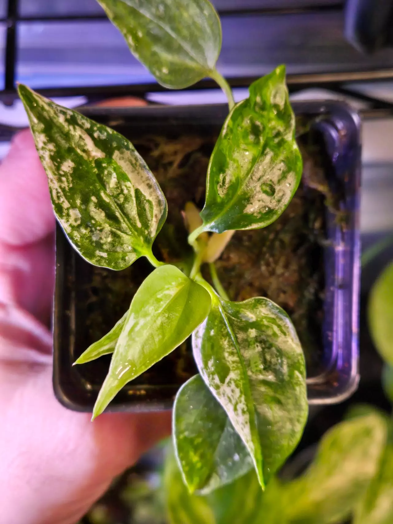 plant/Rare Variegated Anthurium Subsignatum, B-7