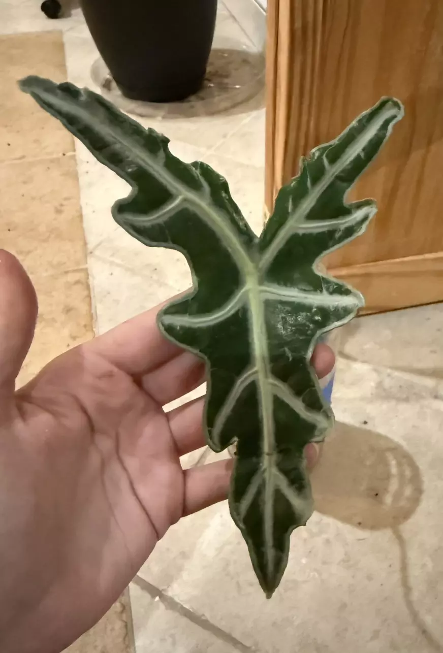 plant/Alocasia Nobilis corms - 4 for $18-2