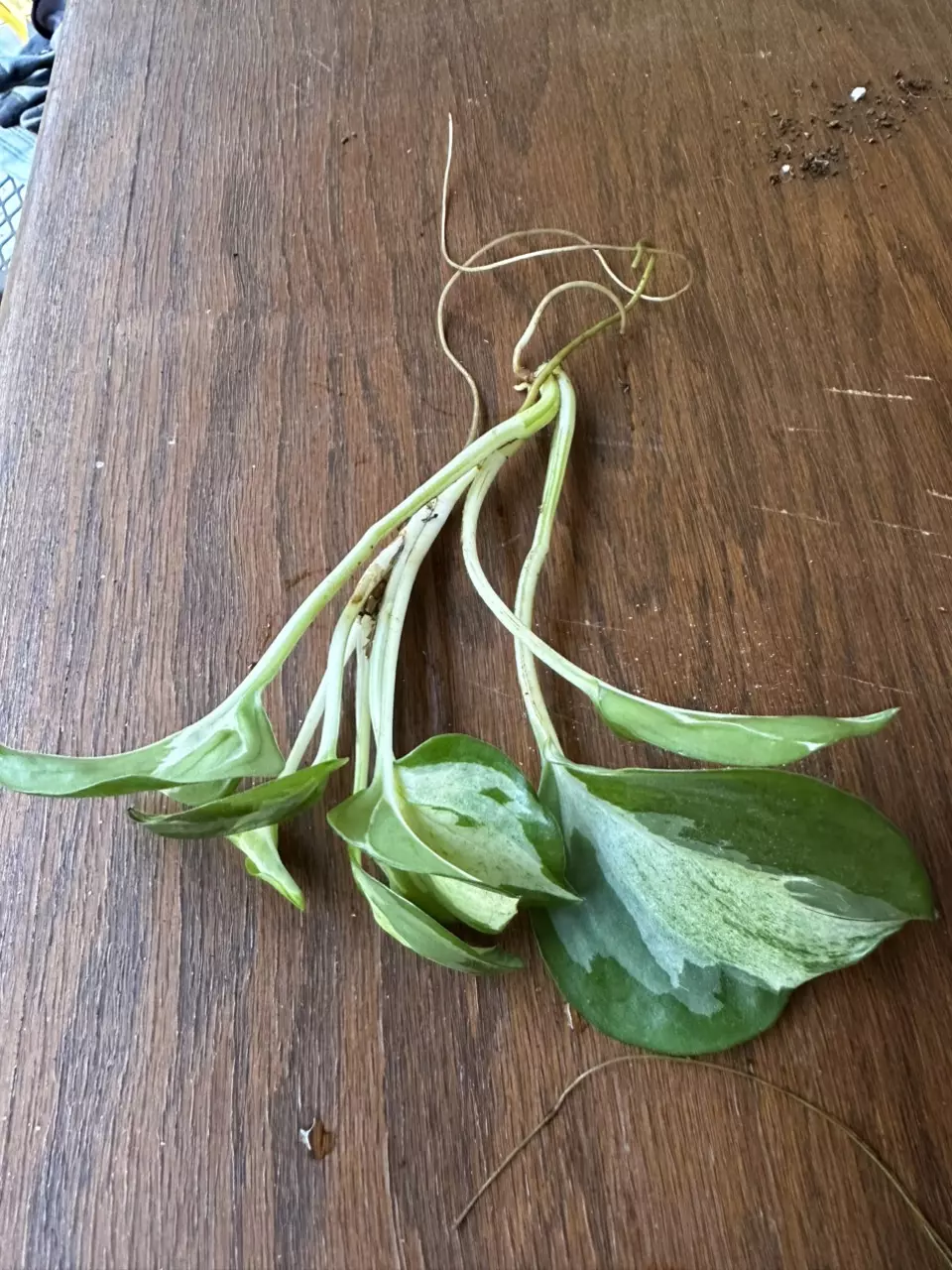 plant/Manjula Pothos rooted cuttings propagation-0