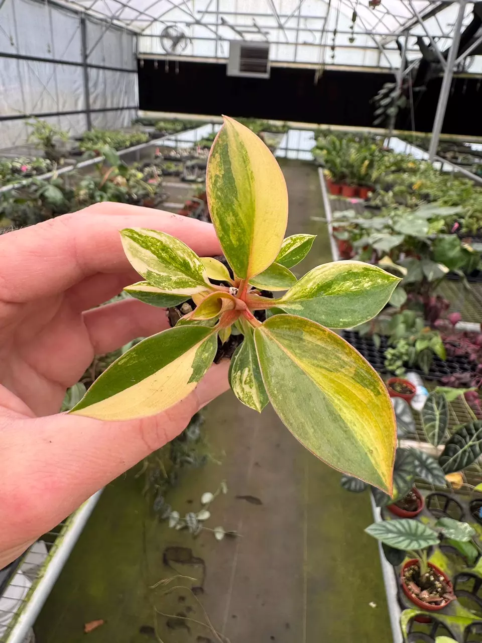 plant/Philodendron Variegated Rojo Congo starter plant growers choice-4