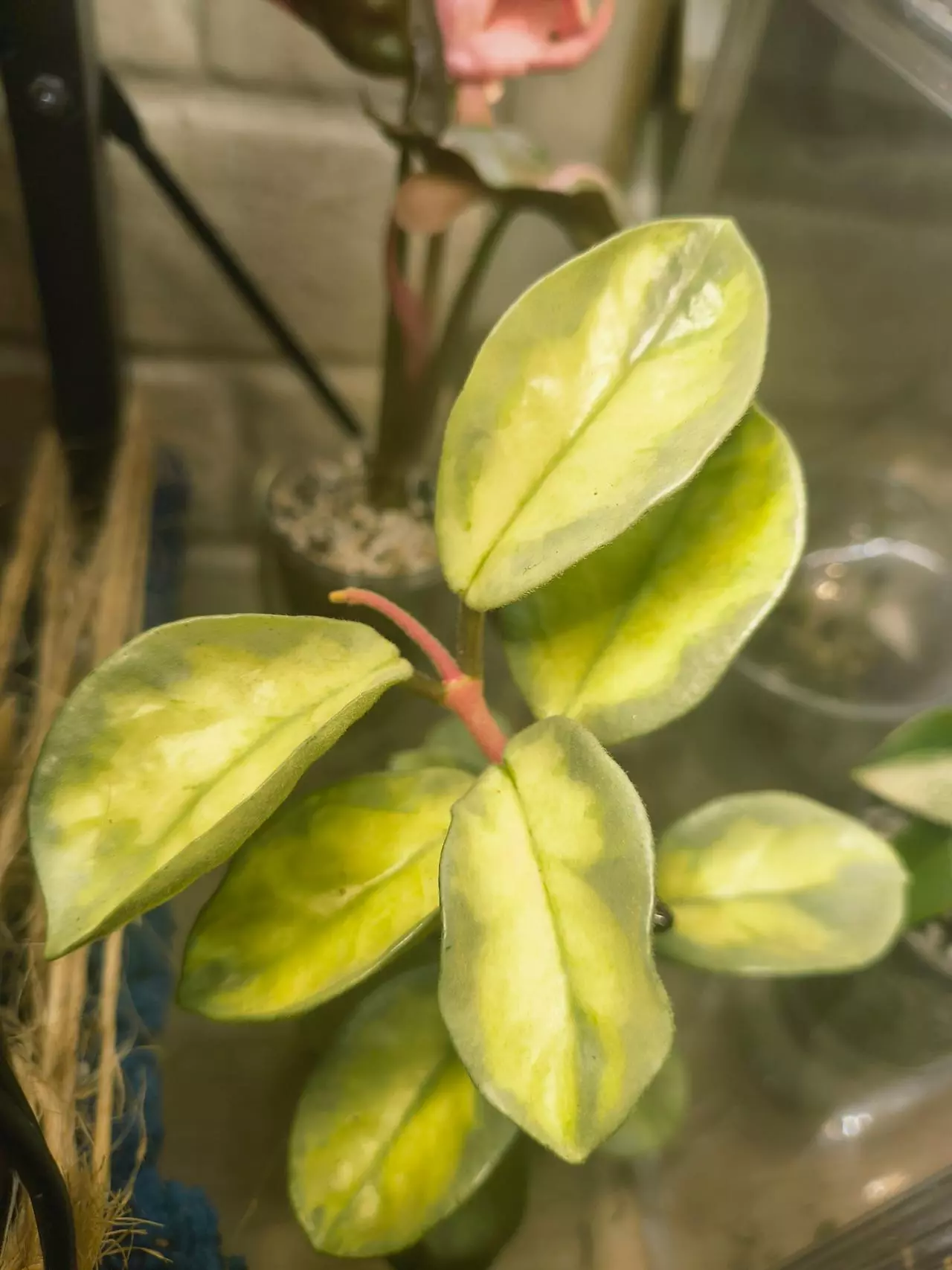 Large argintina princess Hoya