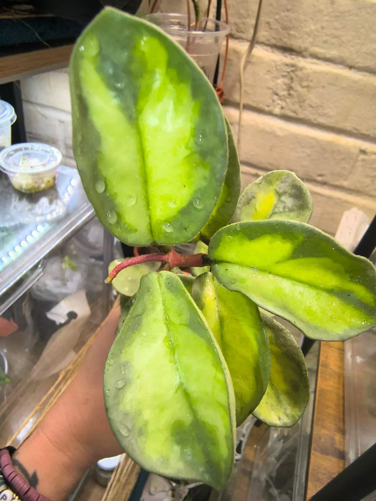 plant/Large argintina princess Hoya-5