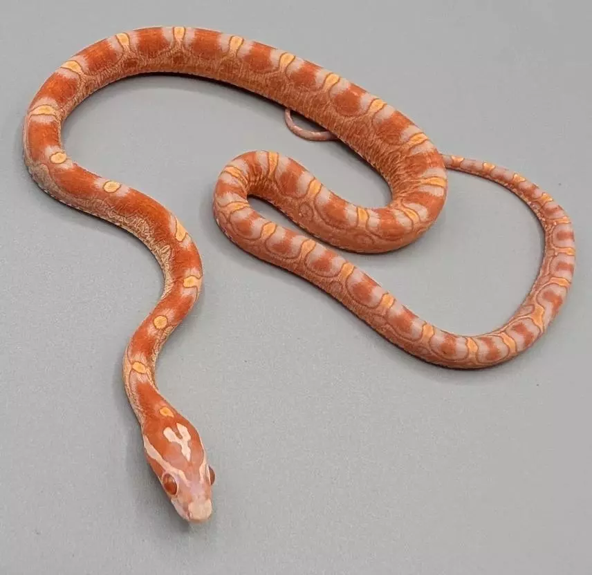 free_shipping/SL Amelanistic Female.-0