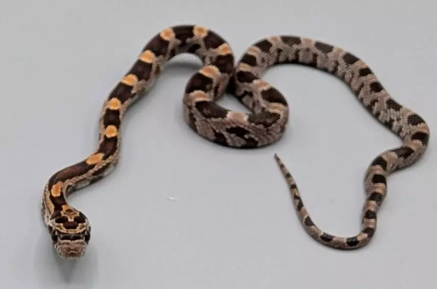 free_shipping/Red Factor Okeetee Male-0