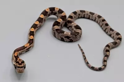 free_shipping/Red Factor Okeetee Male-0-thumbnail