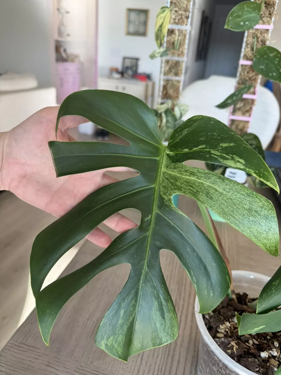 plant/Jungle mint Noid-1