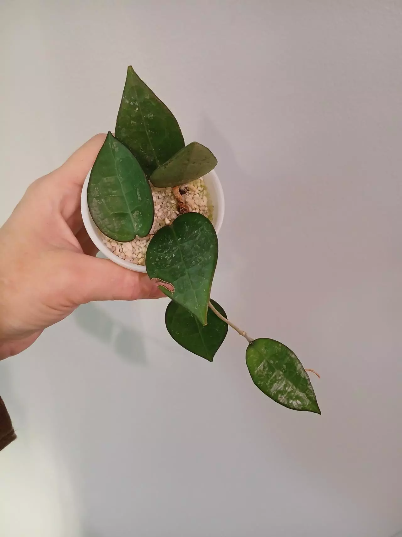 plant/Hoya Dark Margin Splash-0