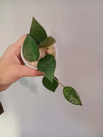 plant/Hoya Dark Margin Splash-0-thumbnail