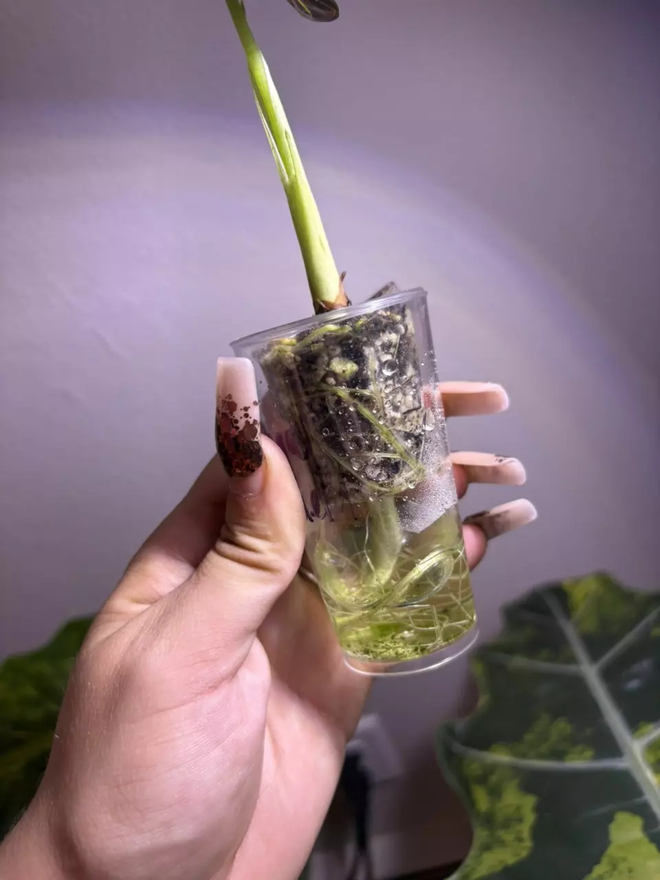 plant/✨Alocasia Regal Shield Albo/Pink/Purple✨-3