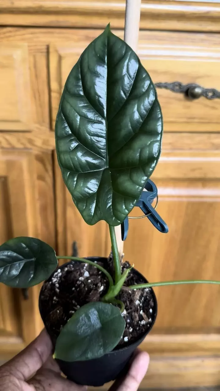 plant/Alocasia Rumple (Growers Choice)-1