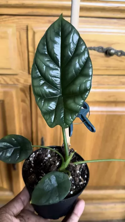 plant/Alocasia Rumple (Growers Choice)-1-thumbnail