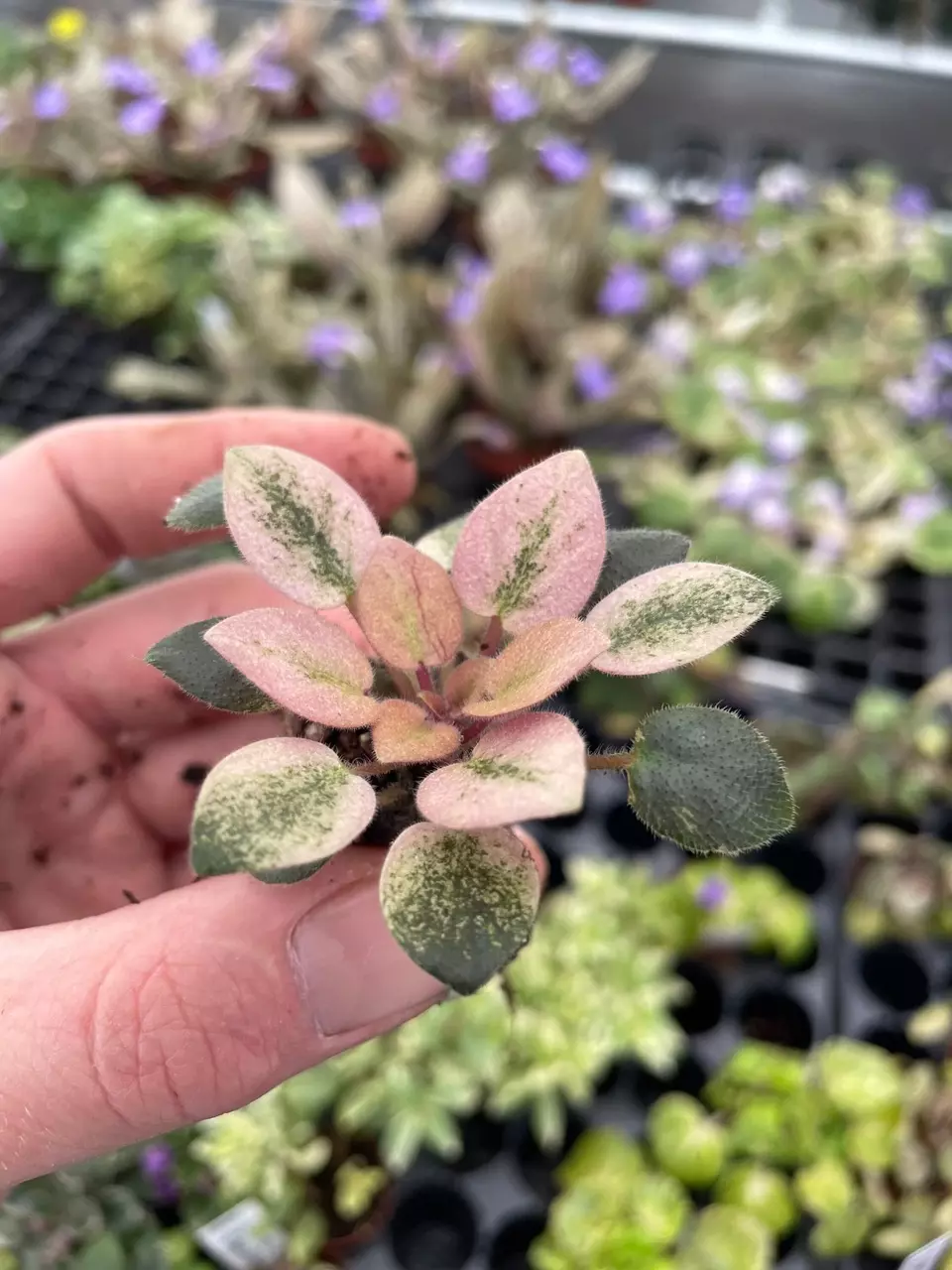 plant/Robs hallucination African Violet starter growers choice-1