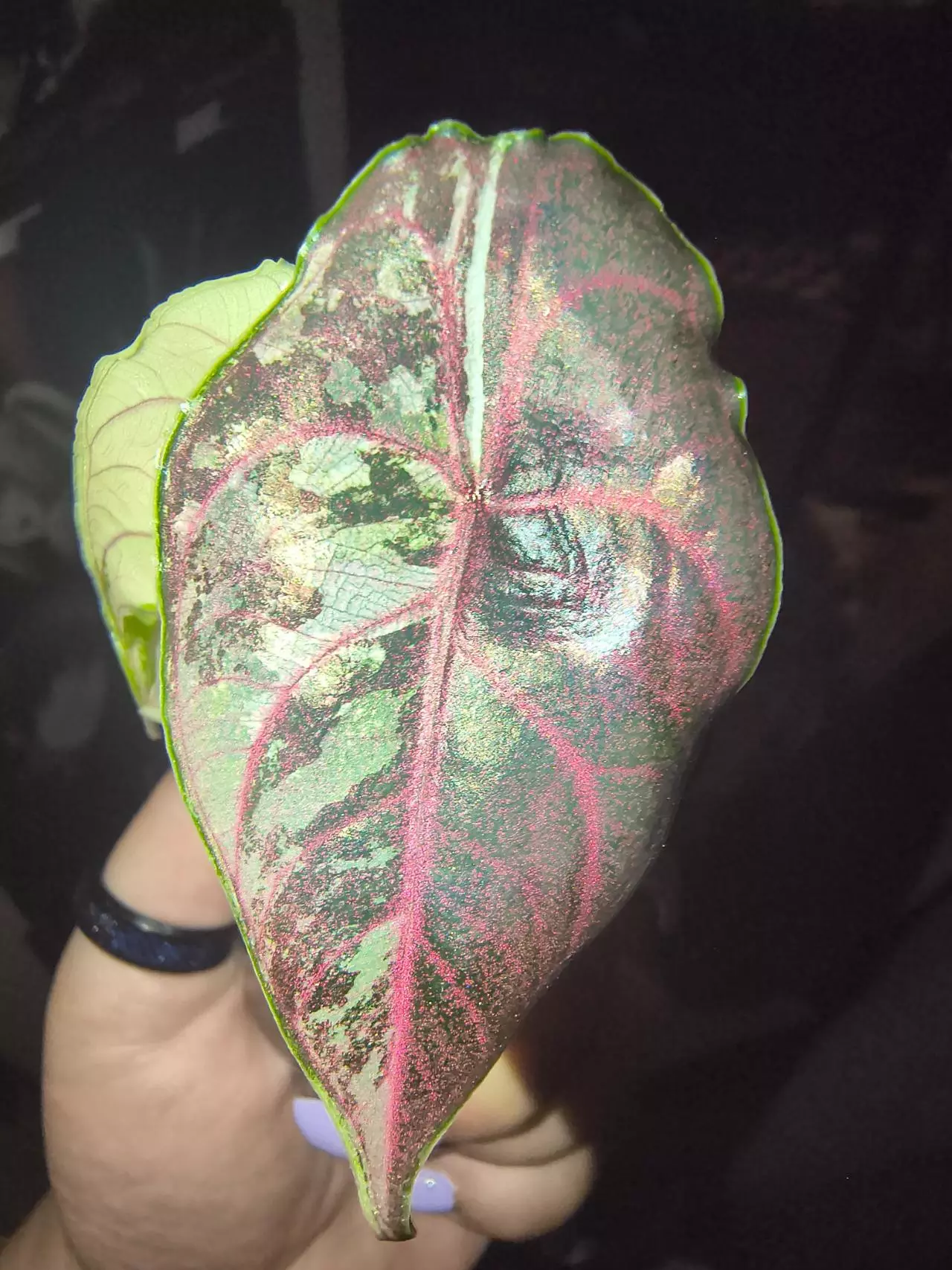 plant/Pink/albo/purple azlannii pup-17