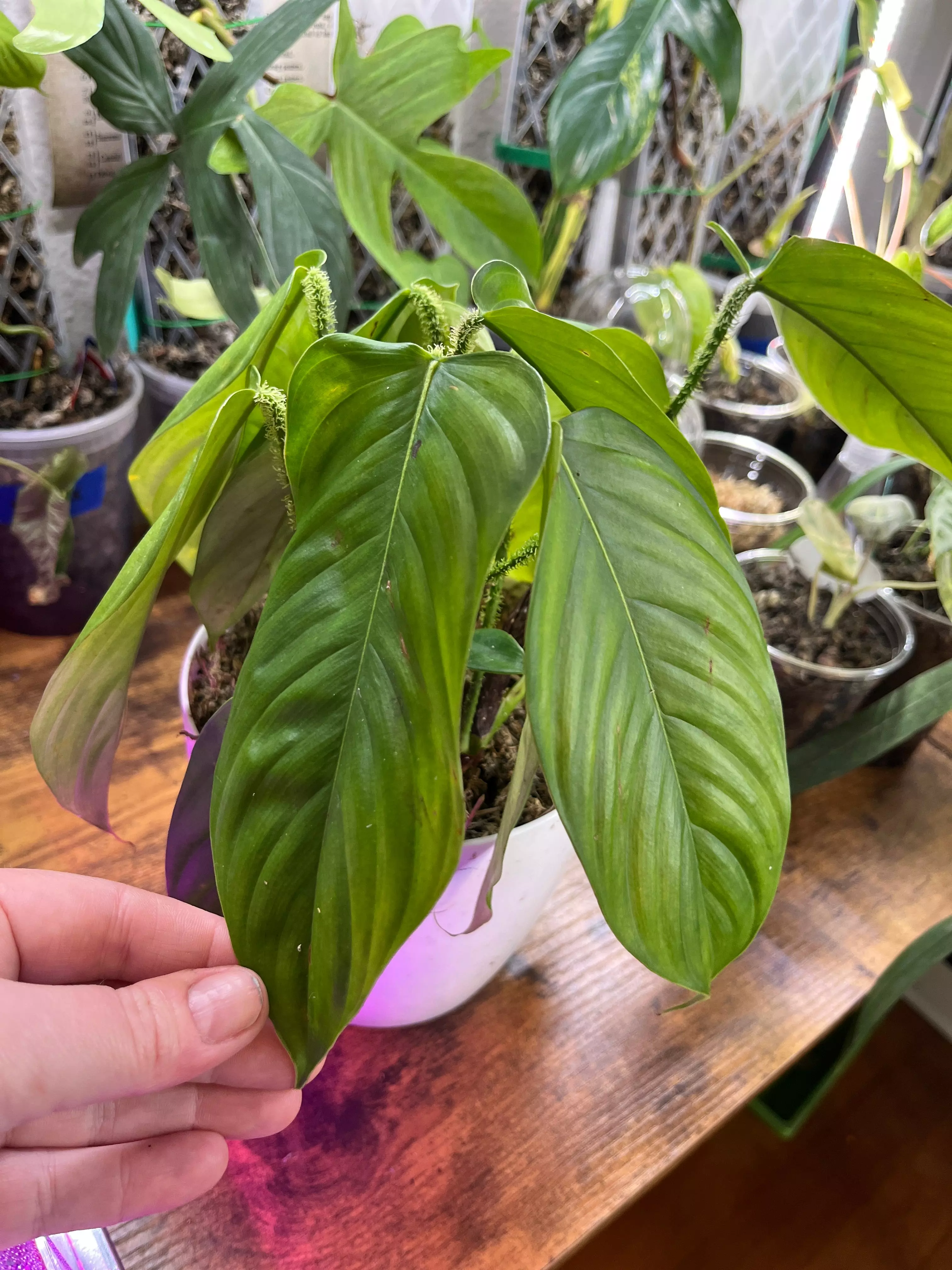 plant/Philodendron Genevievianum-0
