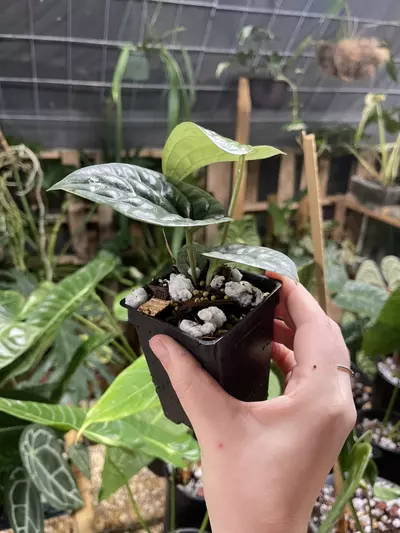 plant/Small Platinum Anthurium Luxurians-1-thumbnail