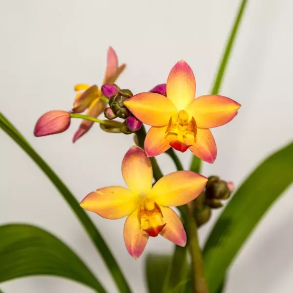 plant/spathoglottis mellow yellow starter plant growers choice-0