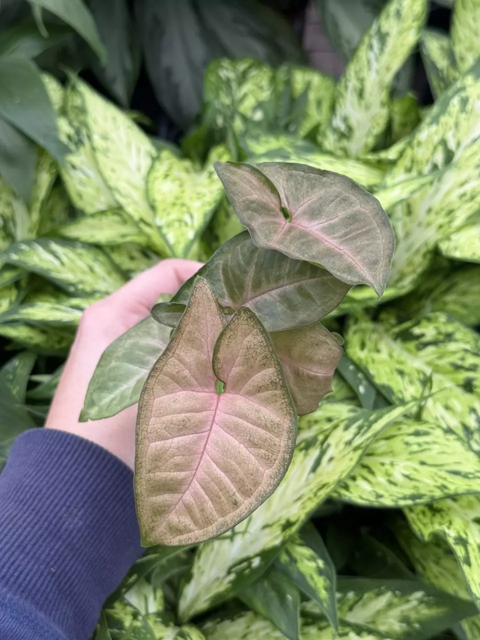 plant/Syngonium Strawberry Cream starter plant growers choice-1