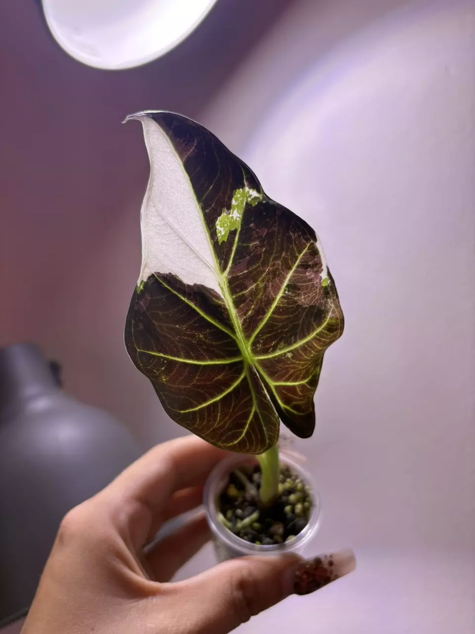 plant/✨Alocasia Regal Shield Albo/Pink/Purple✨-1