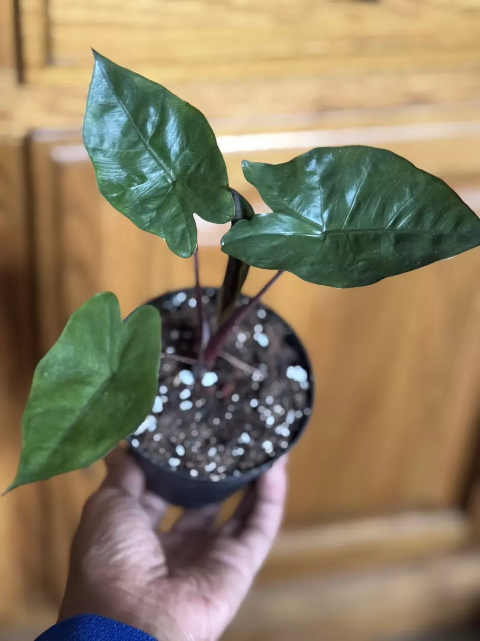 plant/Alocasia Metallica (Growers choice)-0