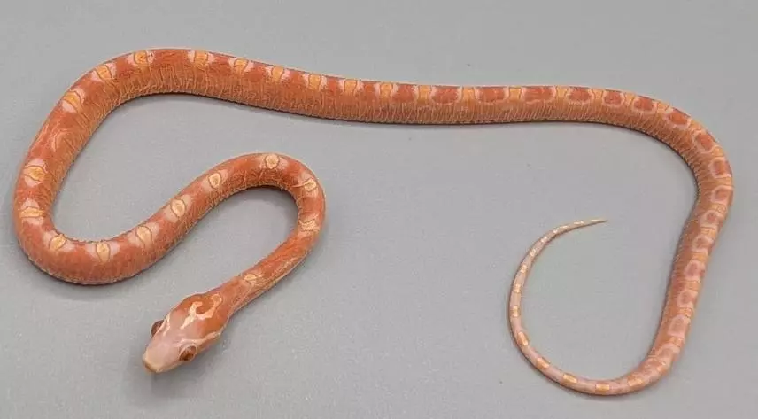 heat_pack/SL Amelanistic Female-0