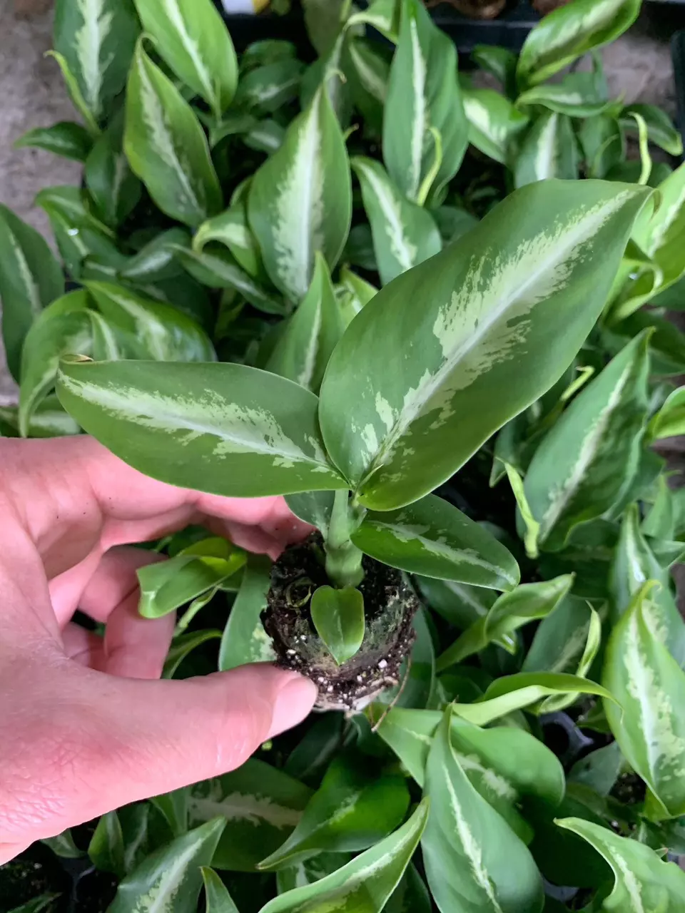 plant/Dieffenbachia Cougar starter plant growers choice-0