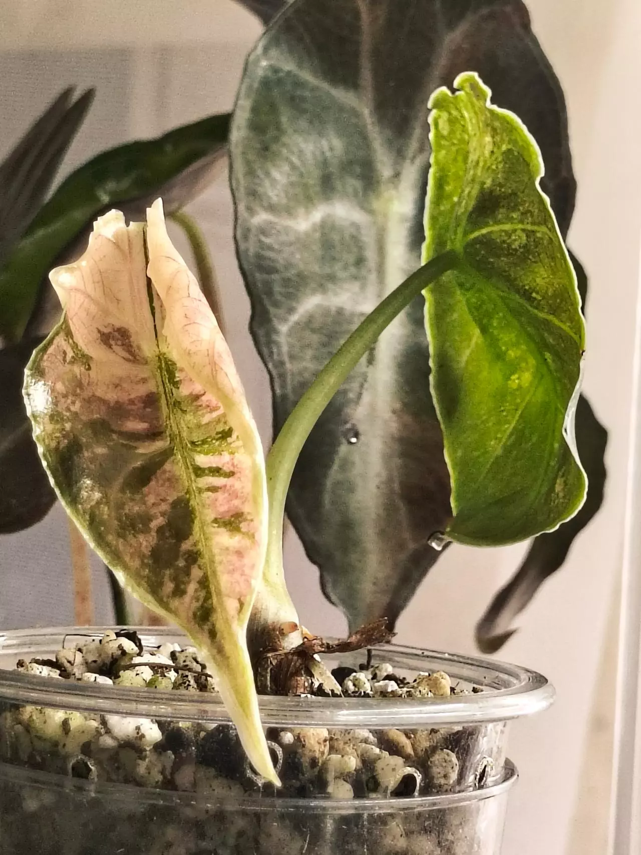 plant/Pink/albo/purple azlannii pup-1