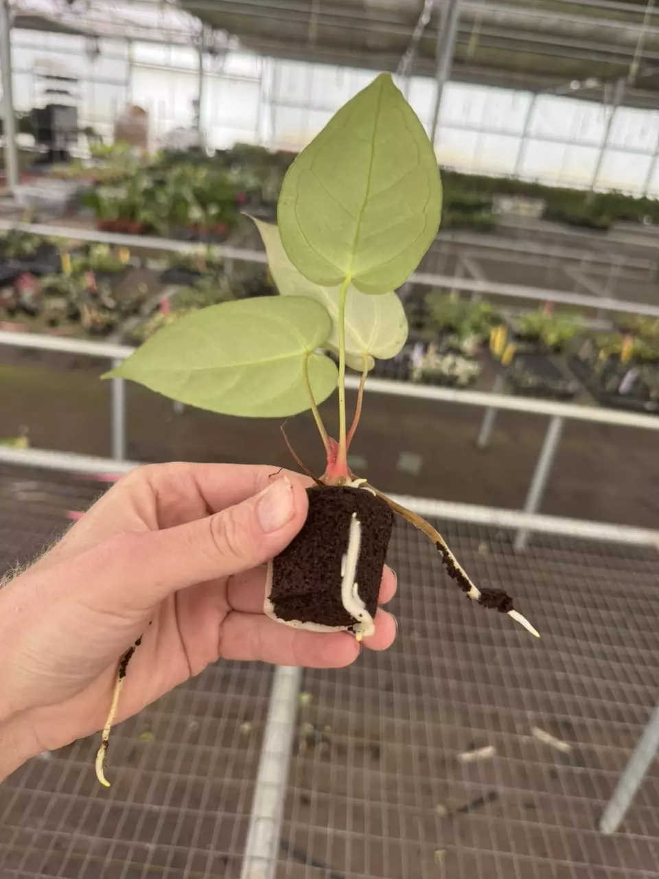 plant/Seed grown anthurium blue papillilaminum x carlablackiae starter plant growers-7