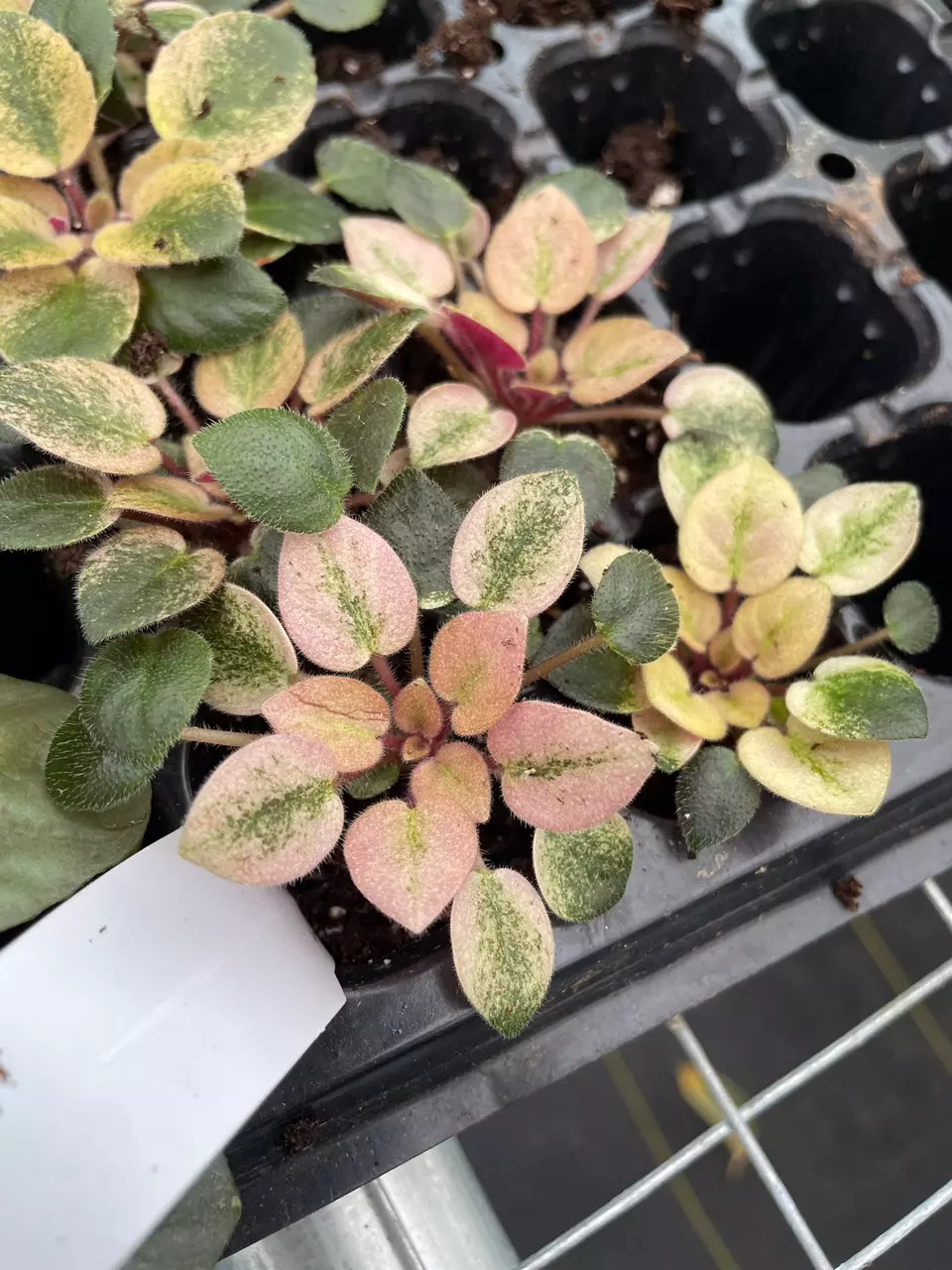 plant/Robs hallucination African Violet starter growers choice-3