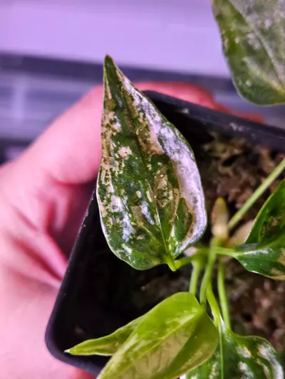 plant/Rare Variegated Anthurium Subsignatum, B-2-thumbnail