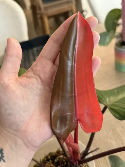 plant/Variegated dark Lord-3-thumbnail