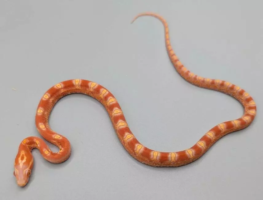 free_shipping/SL Amelanistic Male-0