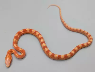 free_shipping/SL Amelanistic Male-0-thumbnail